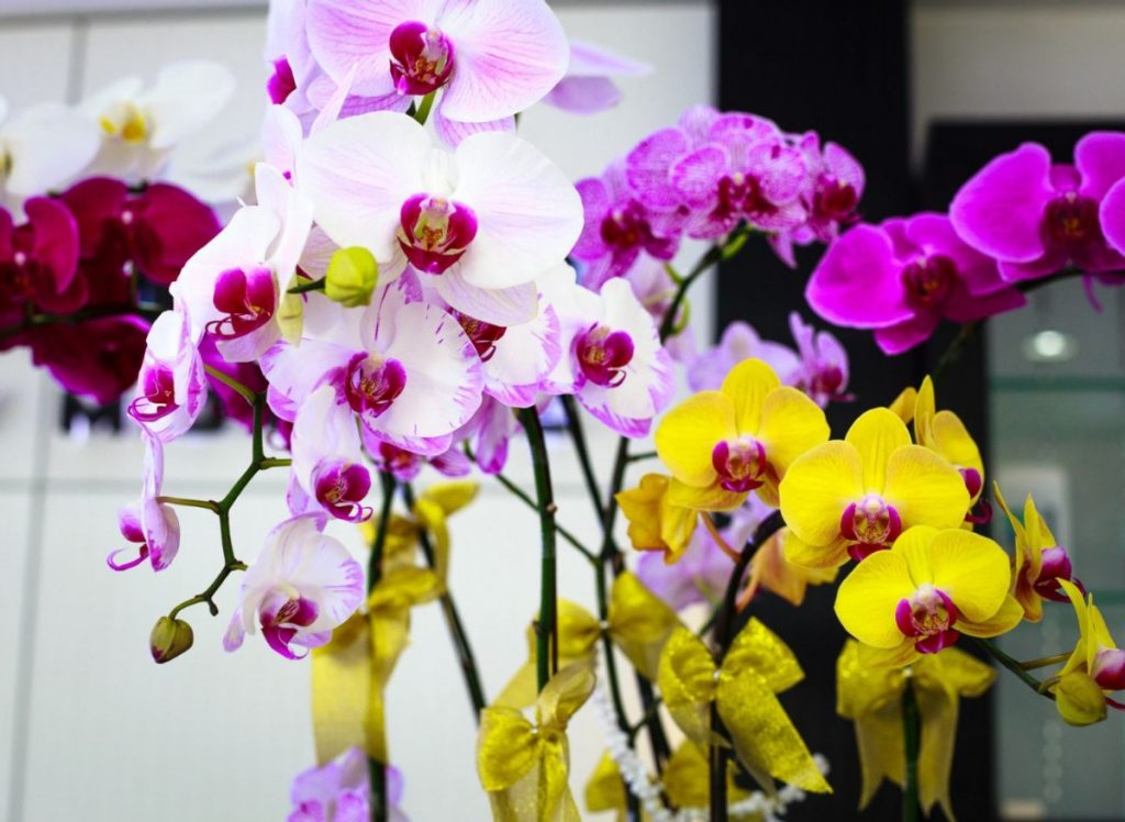 Květy orchidejí budou přetékat z květináče. Jednoduché hnojivo působí jako dávka vitamínů