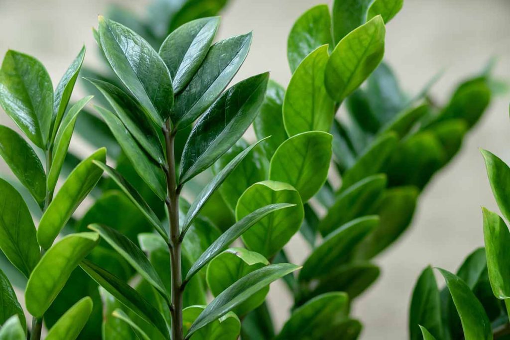 Zamioculcas bude svěže zelený a vyraší spousta nových listů. Vše, co potřebujete, je produkt z lékárny.
