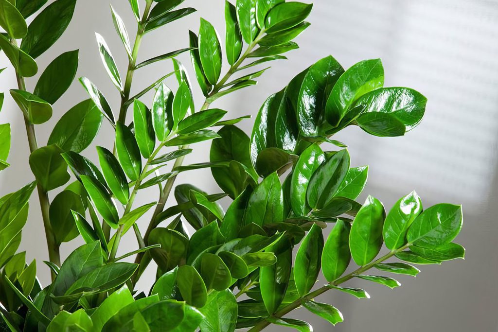 Zamioculcas bude svěže zelený a vyraší spousta nových listů. Vše, co potřebujete, je produkt z lékárny.