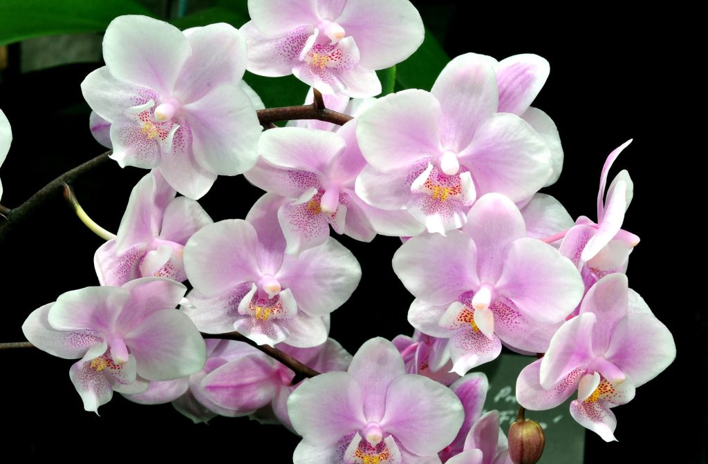 Květinář mi ukázal, jak přimět orchidej k rozkvětu. V létě jednou týdně odnáším květinu do domácího spa. Tak se rozrostla a kvete, že se její výhonky ohýbají.