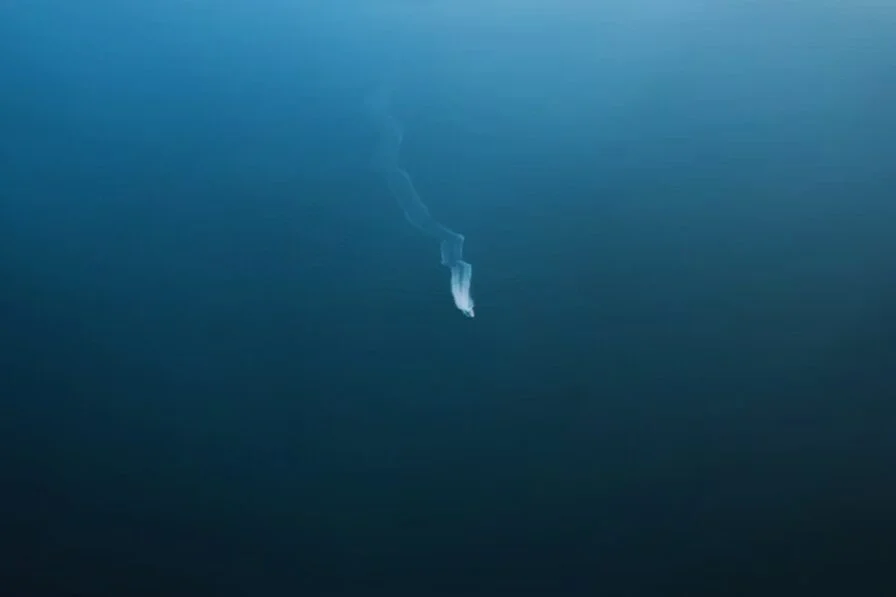 Mýtická bytost se vynořuje z hlubin: poprvé bylo natočeno na film gigantické mořské monstrum.
