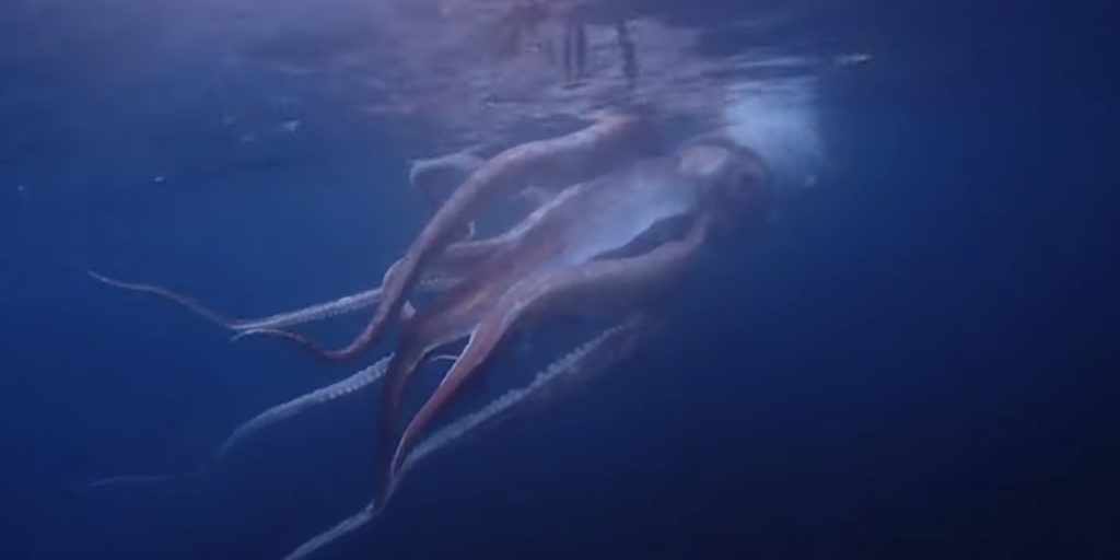Mýtická bytost se vynořuje z hlubin: poprvé bylo natočeno na film gigantické mořské monstrum.