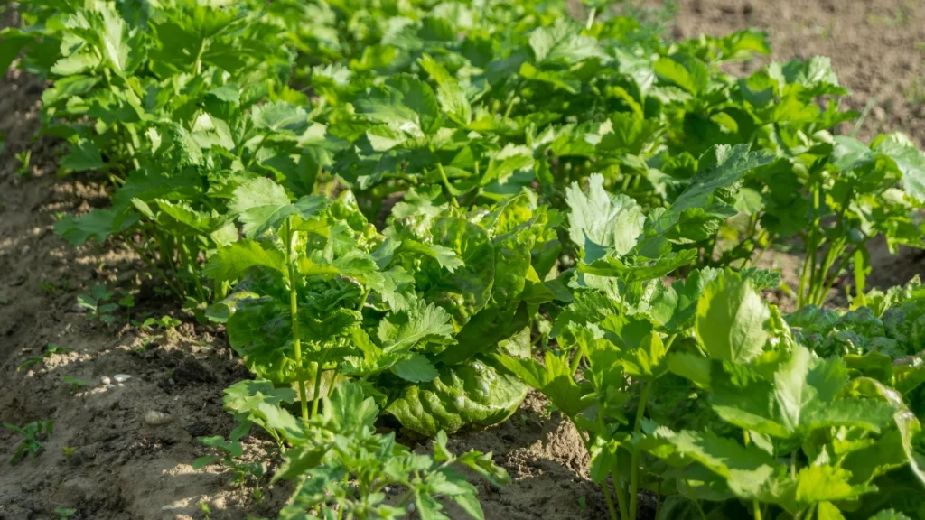 Zahrada: tato často opomíjená zelenina nejlépe snáší vysoké teploty.