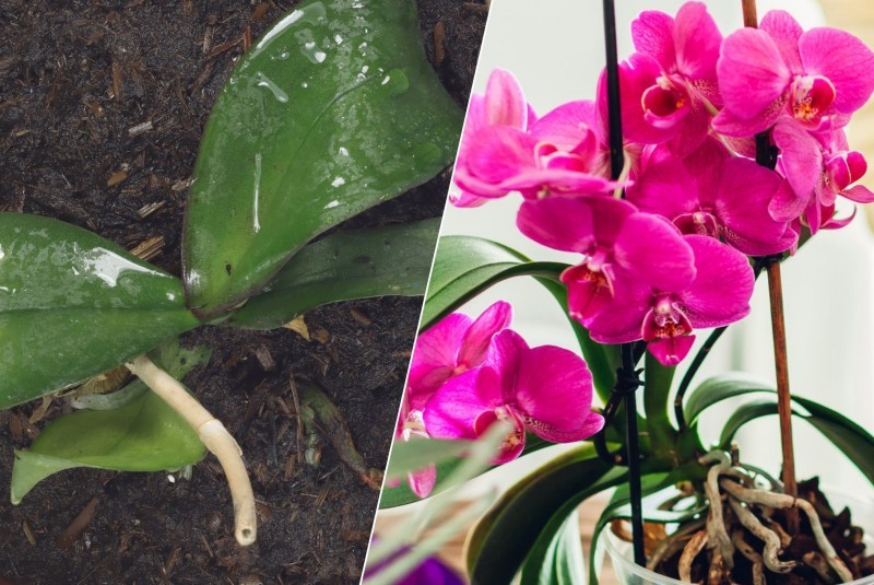 Květy orchidejí budou přetékat z květináče. Jednoduché hnojivo působí jako dávka vitamínů