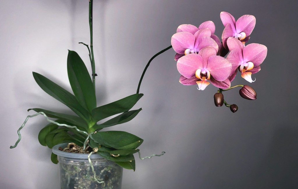 Květinář mi ukázal, jak přimět orchidej k rozkvětu. V létě jednou týdně odnáším květinu do domácího spa. Tak se rozrostla a kvete, že se její výhonky ohýbají.