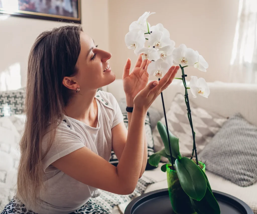 Květinář mi ukázal, jak přimět orchidej k rozkvětu. V létě jednou týdně odnáším květinu do domácího spa. Tak se rozrostla a kvete, že se její výhonky ohýbají.