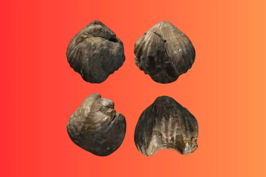Archeologové jsou zmateni nálezem 130 milionů let starých mořských zkamenělin v římských ruinách v Maroku: nedokážou vysvětlit, jak se tam dostaly.