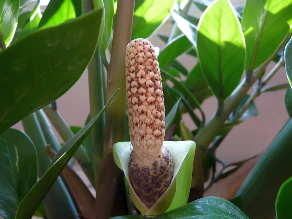 Zamioculcas bude svěže zelený a vyraší spousta nových listů. Vše, co potřebujete, je produkt z lékárny.