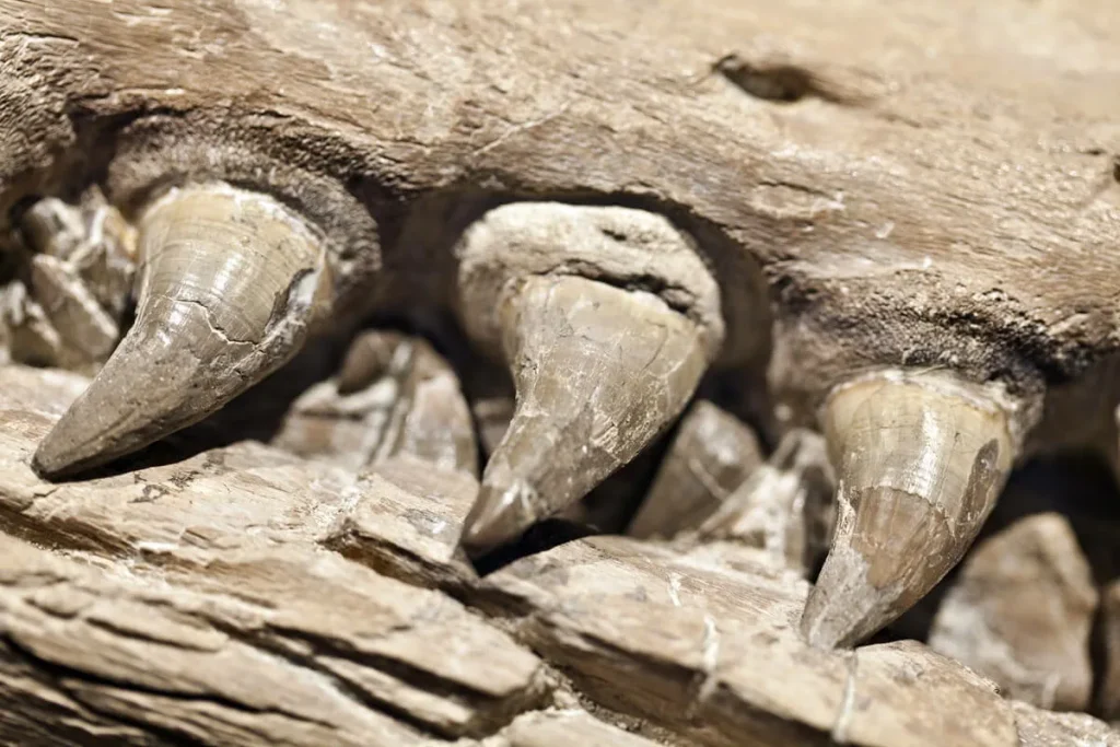 Dvě prehistorická mořská monstra byla nalezena po 325 milionech let v největší jeskyni světa
