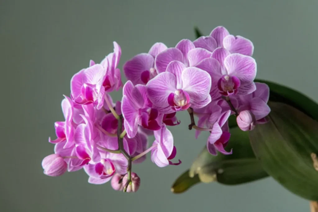Tento oblíbený nápoj je ideální pro orchideje. Čistí a leští listy.