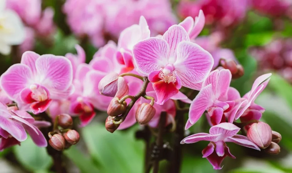 Tento oblíbený nápoj je ideální pro orchideje. Čistí a leští listy.
