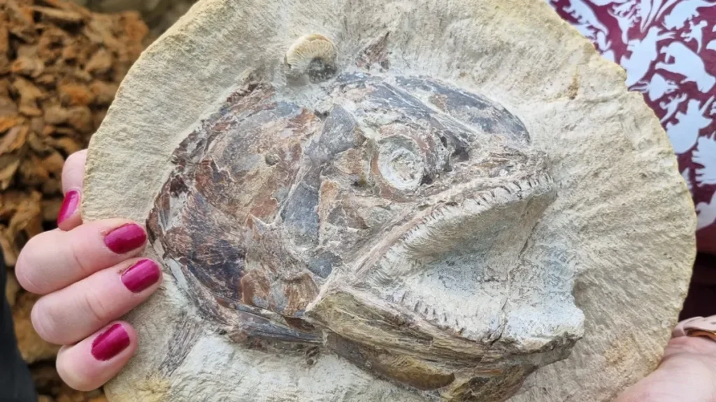 Archeologové jsou zmateni nálezem 130 milionů let starých mořských zkamenělin v římských ruinách v Maroku: nedokážou vysvětlit, jak se tam dostaly.