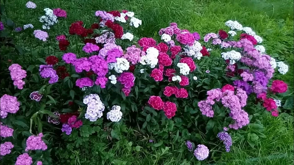 Květinář řekl, co je třeba udělat, aby karafiáty kvetly až do mrazů. Je to jednoduchá věc a květiny budou kvést mnoho let