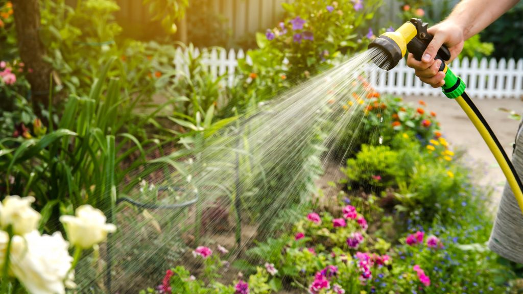 Kdy zalévat rostliny ráno nebo večer? Farmář s 40 lety zkušeností neváhá