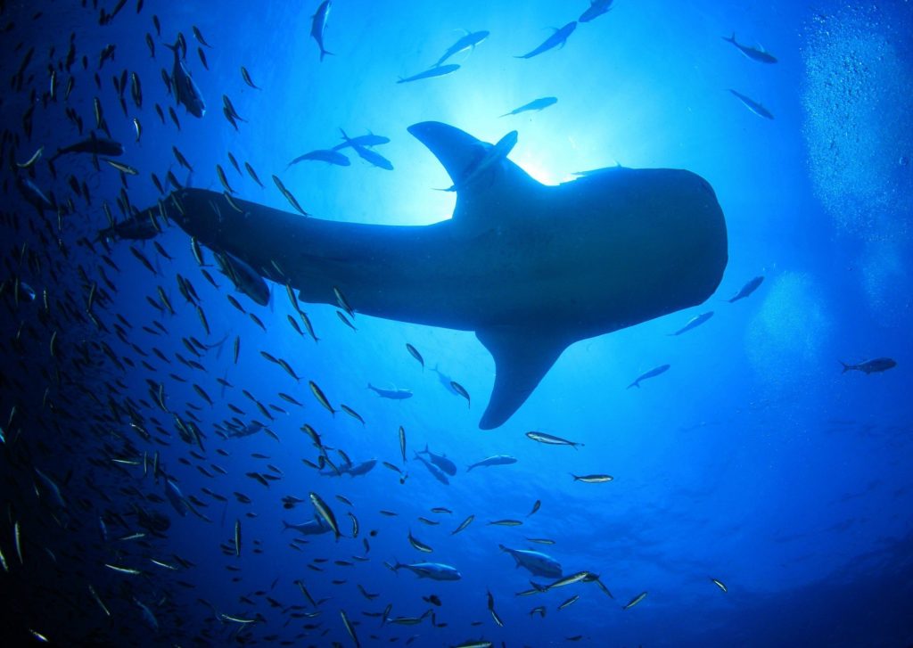 Oceánské vody mění barvu a vytlačují mořský život k pólům