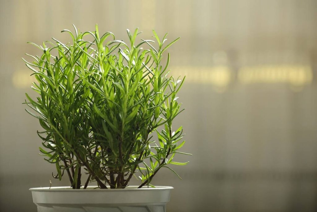 Nejlepší místo pro pěstování rozmarýnu a ochranu vašeho domova podle feng shui