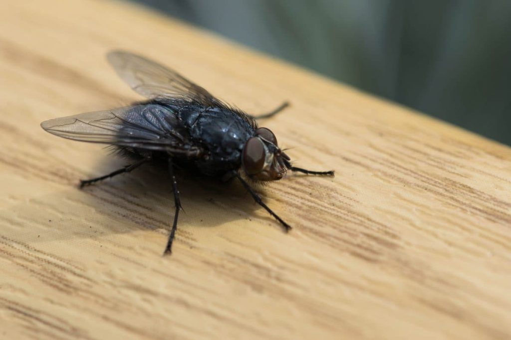 Mouchy se vyhýbají mému domu – jednoduchý a levný způsob