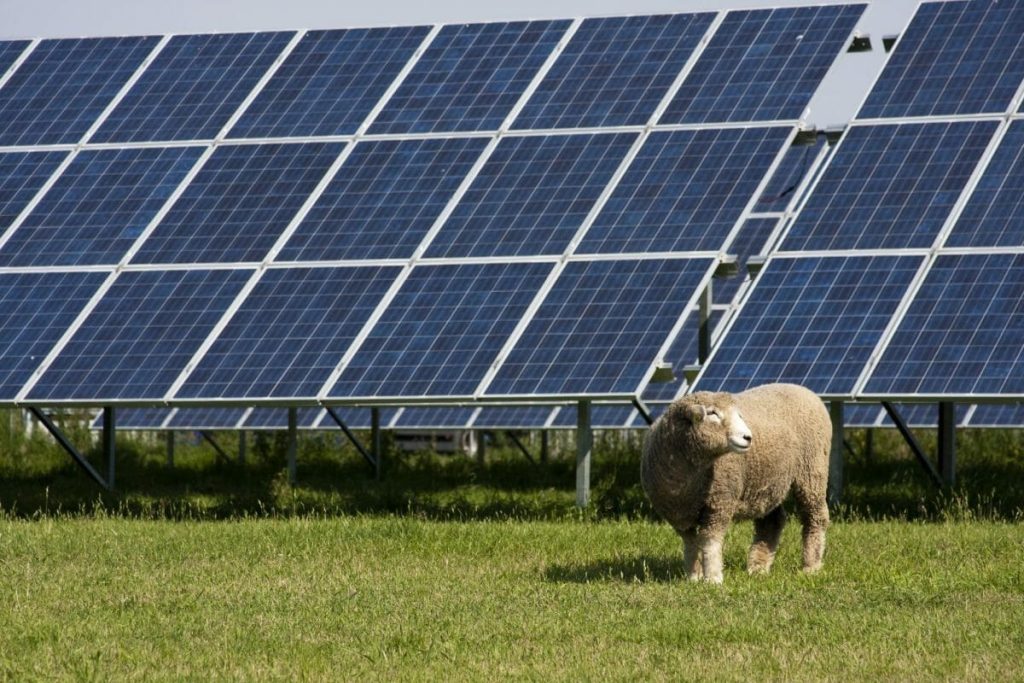 1700 ovcí bylo umístěno mezi solární panely a vědci byli zmateni neočekávaným chováním zvířat.