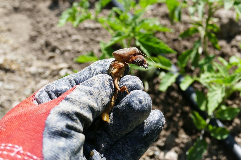 Domácí prostředek proti krtkům. Stačí smíchat dvě ingredience. Hmyz okamžitě vyběhne ze své nory.