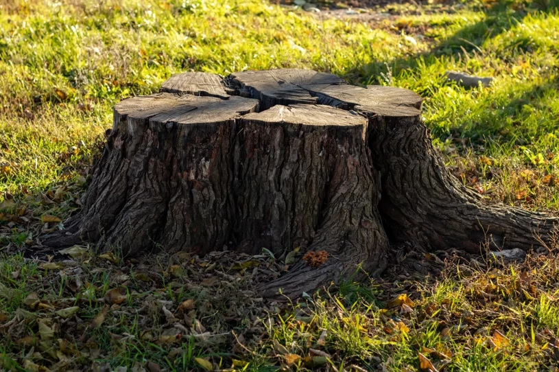 Vezmi to z kuchyně a posyp to na pařez. Odstraníš to bez nutnosti volat bagr.