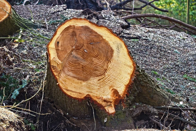 Vezmi to z kuchyně a posyp to na pařez. Odstraníš to bez nutnosti volat bagr.