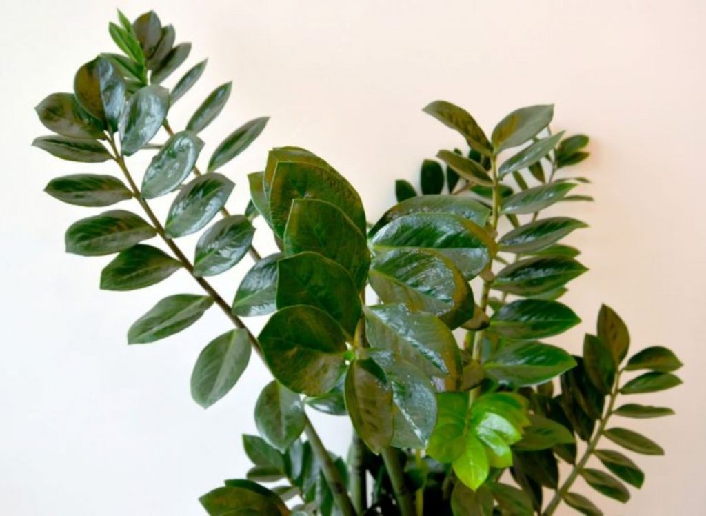 4 nejlepší domácí hnojiva pro zamioculcas. Levné a bohaté na živiny