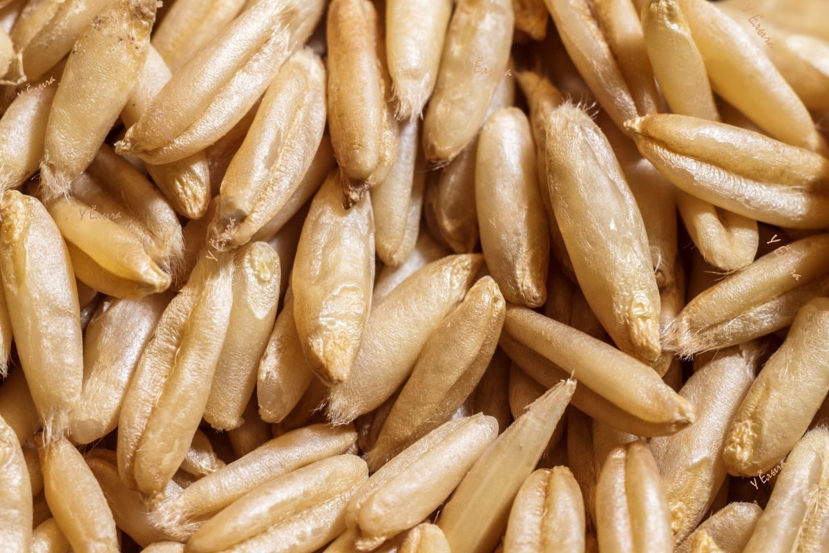 Jak připravit proteinový koktejl z ovsa a kakaa, abyste nabrali svalovou hmotu a byli silnější