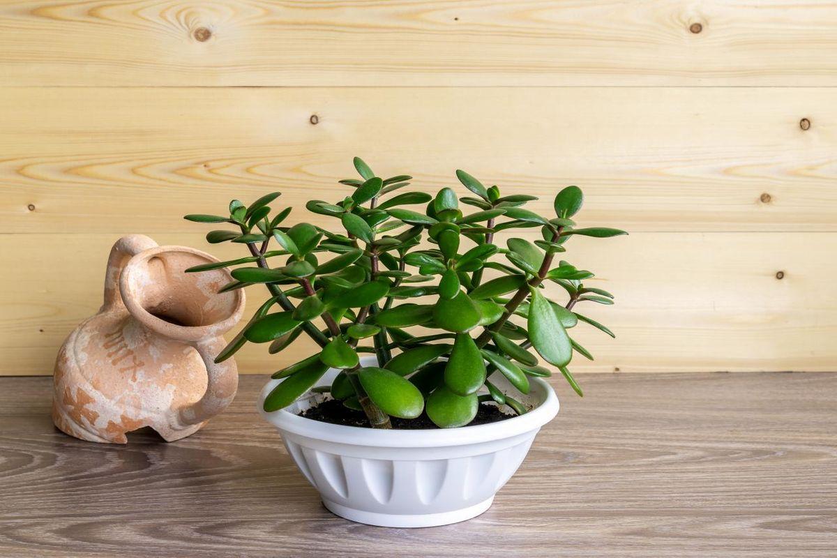 Feng shui, rostliny, životní styl. Co znamená přítomnost rostliny s kulatými listy v oblasti financí vašeho domu podle feng shui.