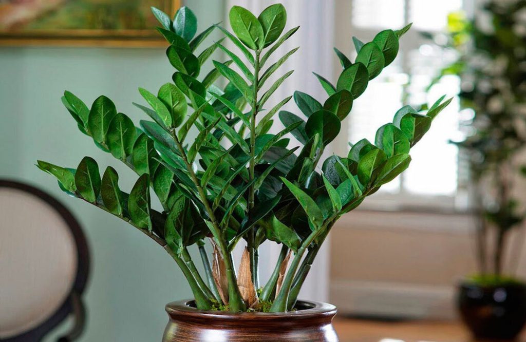 4 nejlepší domácí hnojiva pro zamioculcas. Levné a bohaté na živiny