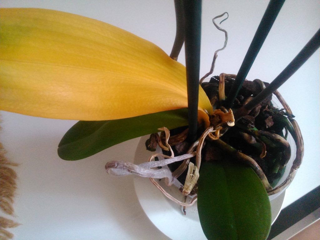 I mizerná orchidej se vrátí k životu. „Krmejte“ ji tím jednou týdně