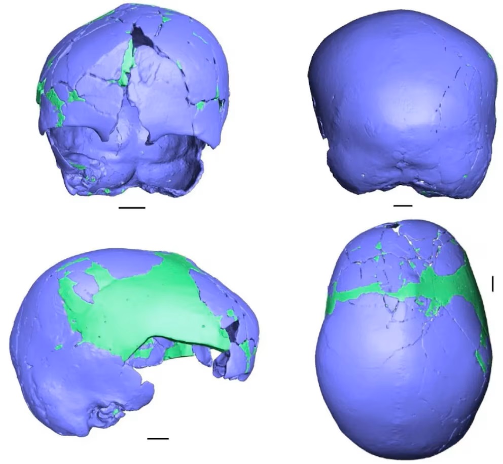 Starodávná lebka nalezená v Izraeli znovu otevírá tajemství soužití Homo sapiens a neandrtálců.