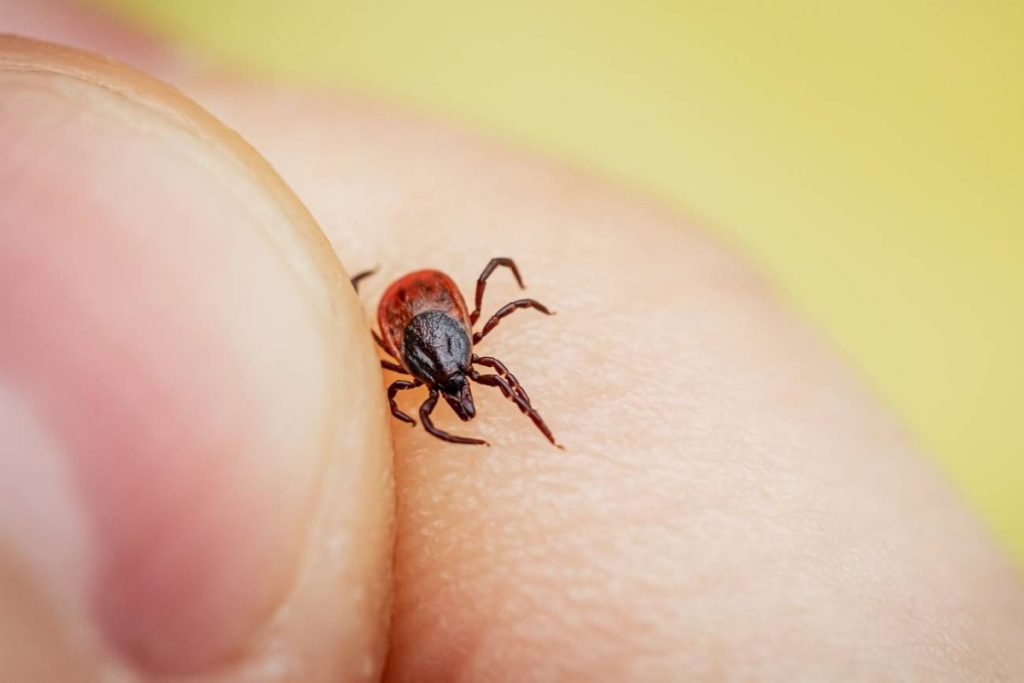 Nikdy neodstraňujte klíšťata domácími prostředky – správná je pouze jedna metoda