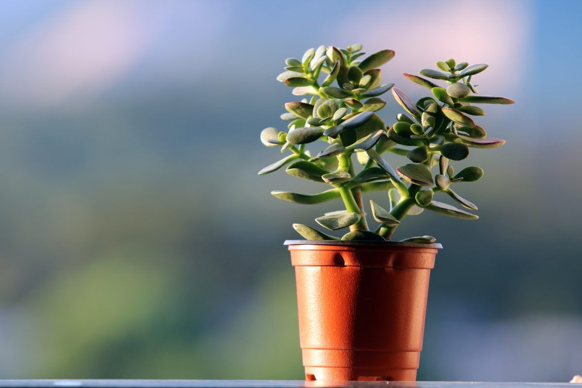 Feng shui, rostliny, životní styl. Co znamená přítomnost rostliny s kulatými listy v oblasti financí vašeho domu podle feng shui.