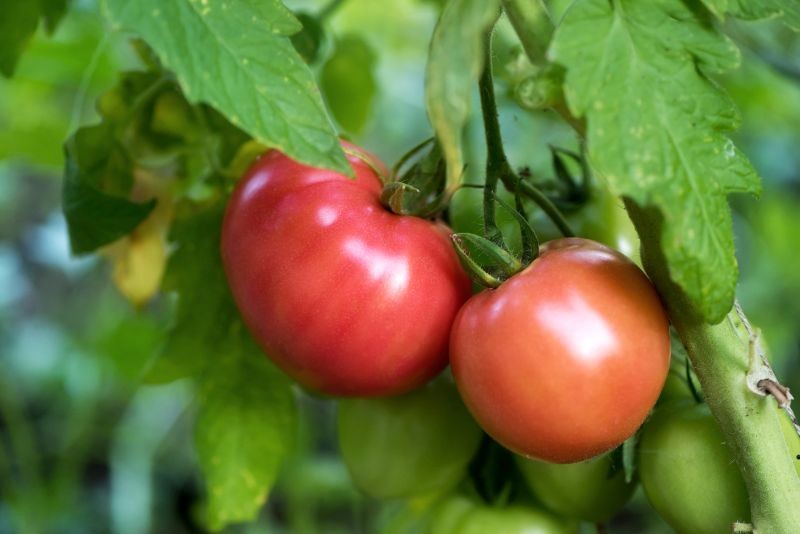 Domácí způsob, jak vypěstovat sladké, šťavnaté a voňavé rajčata. Stačí zalít keře