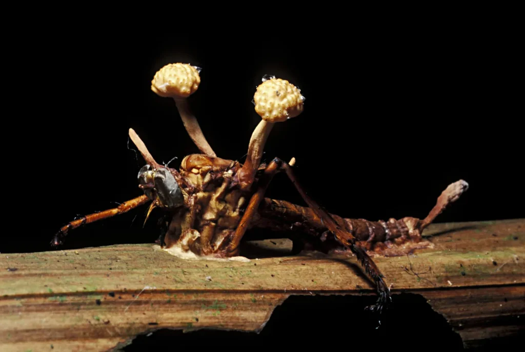 Prehistorické zombie: jantar zachoval první oběti houby Ophiocordyceps před 130 miliony let