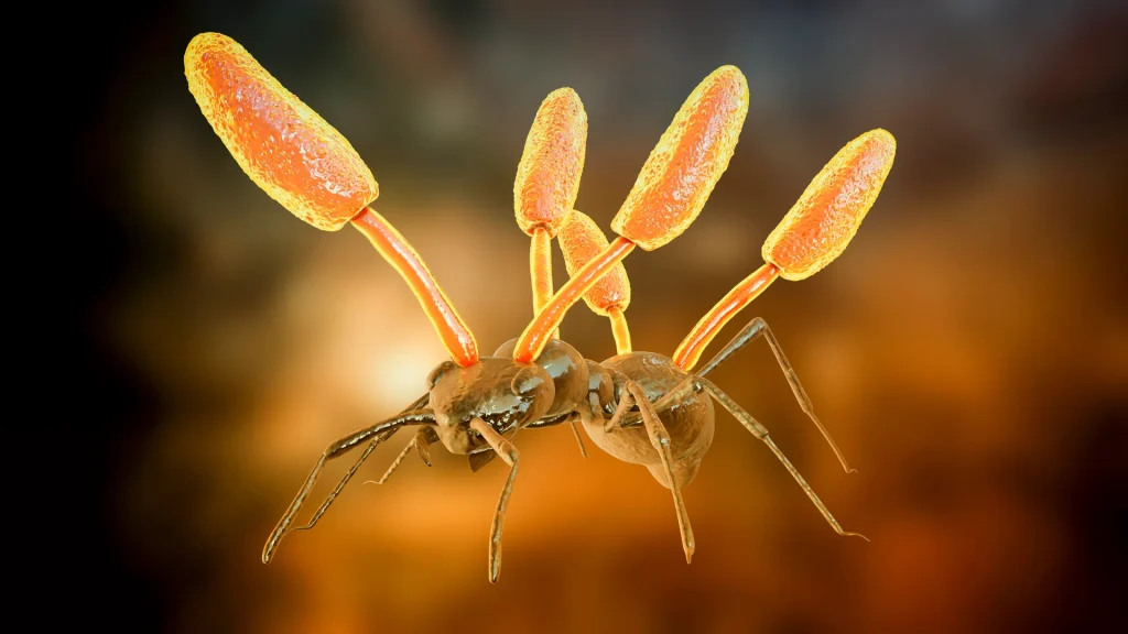Prehistorické zombie: jantar zachoval první oběti houby Ophiocordyceps před 130 miliony let