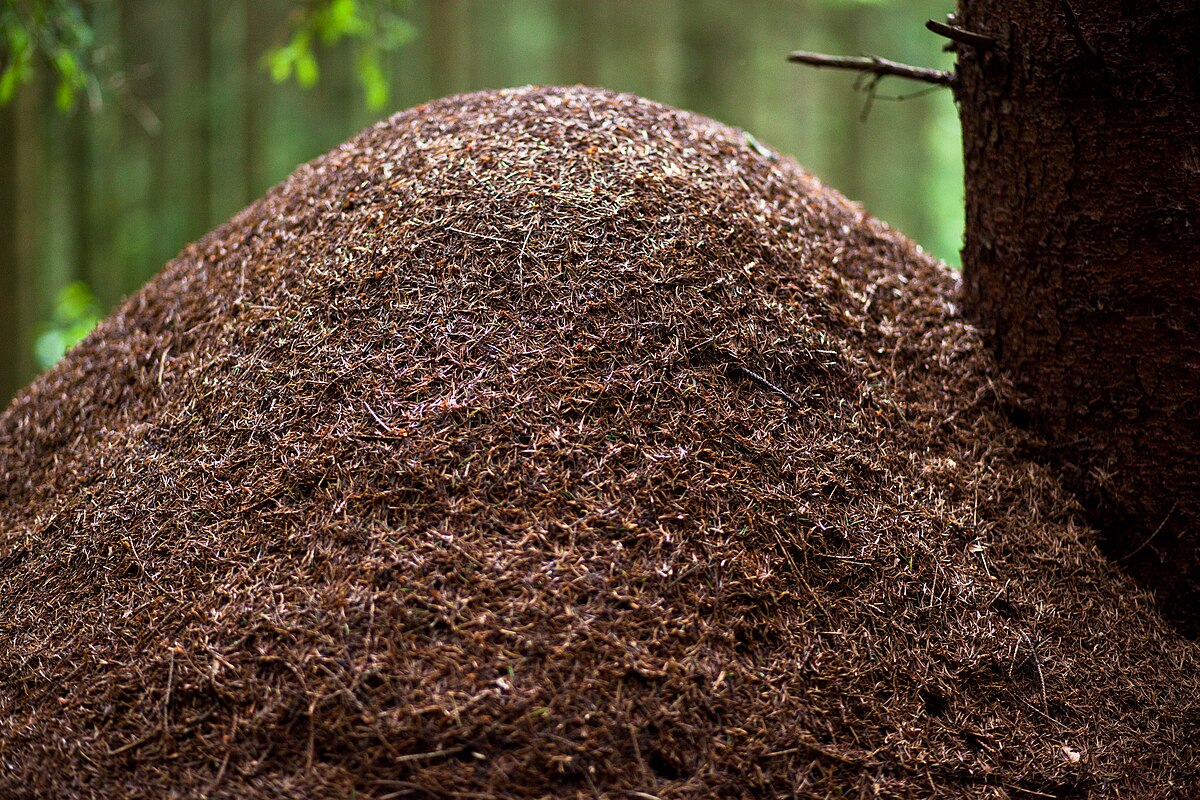 Mravenci hnízdí v zahradách. Tento kuchyňský produkt vám pomůže se jich zbavit