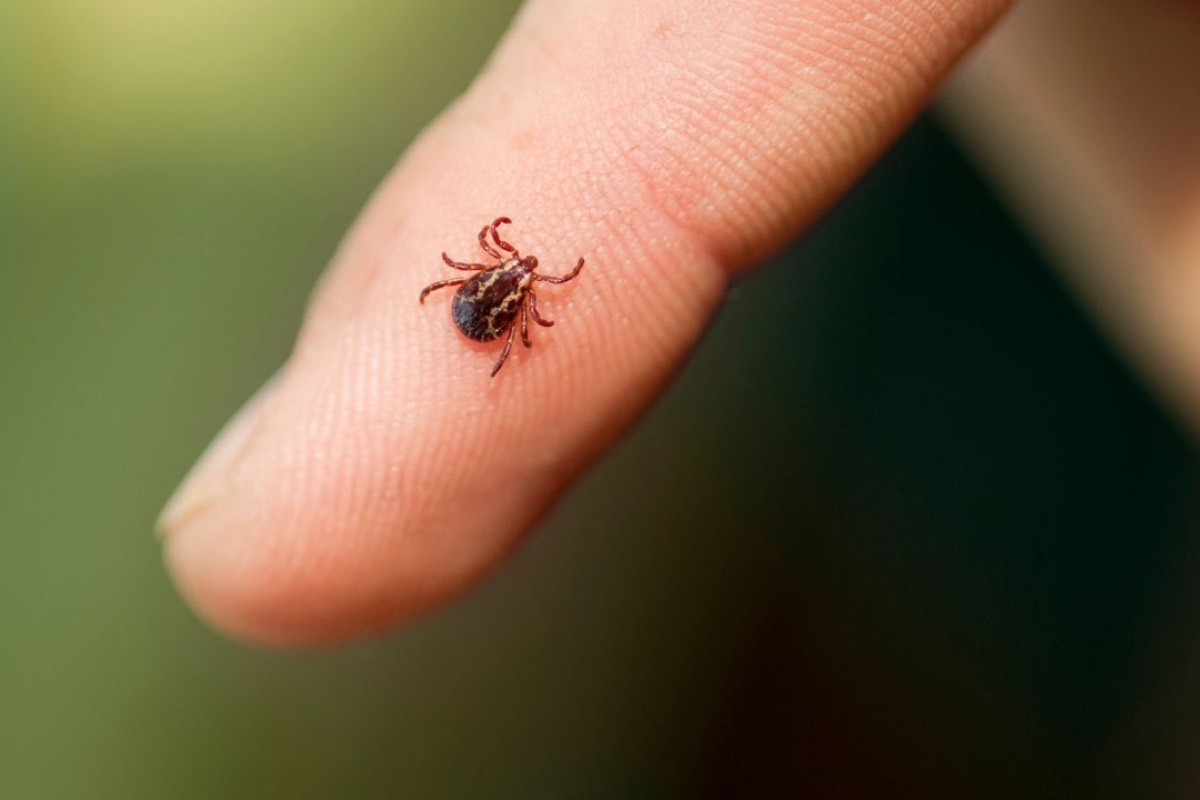 Nikdy neodstraňujte klíšťata domácími prostředky – správná je pouze jedna metoda