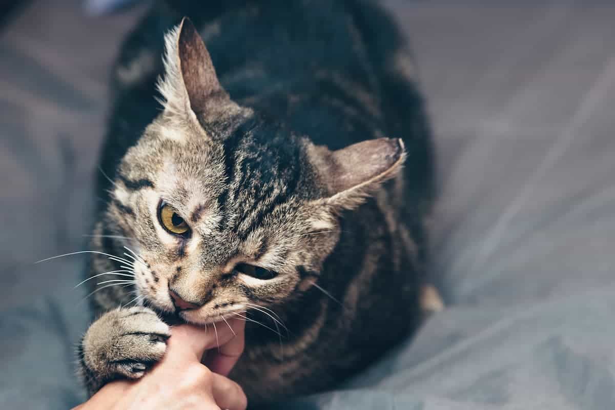Co znamená, když kočka neustále kouše svého majitele, podle odborníků