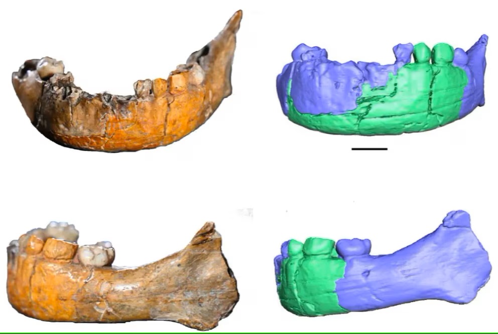 Starodávná lebka nalezená v Izraeli znovu otevírá tajemství soužití Homo sapiens a neandrtálců.