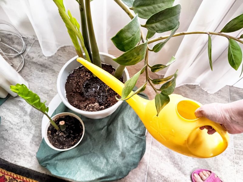 4 nejlepší domácí hnojiva pro zamioculcas. Levné a bohaté na živiny