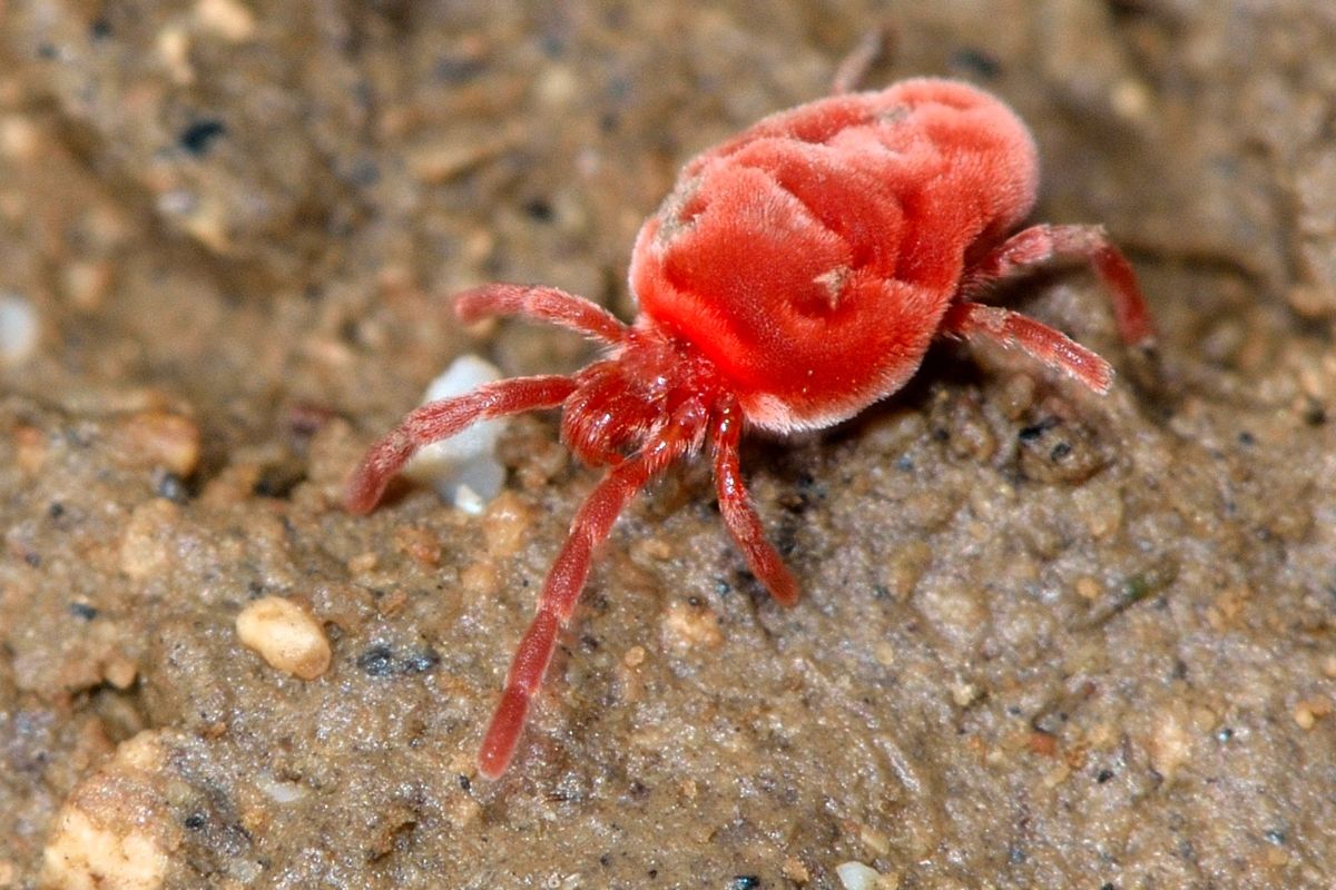 Jsou všude přítomní. Mohou se začít dostávat do domácností.