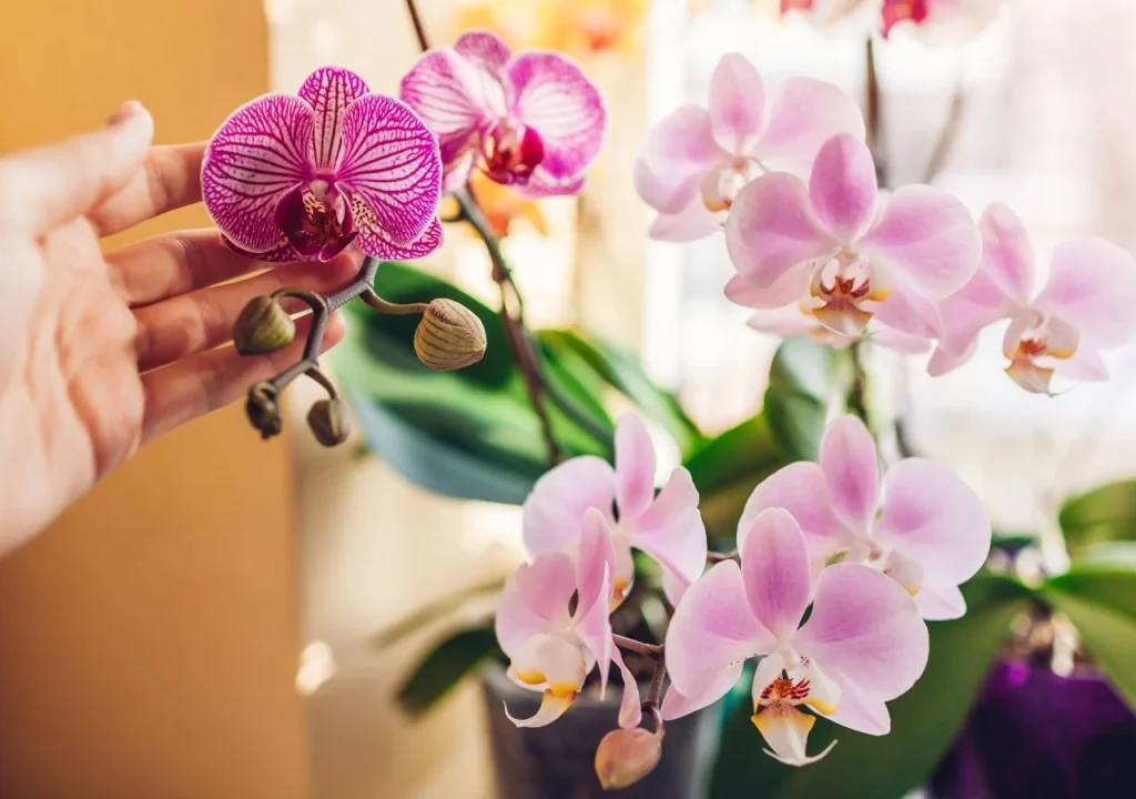 Místo toho, abyste je vyhodili, zalijte jimi své orchideje. Budou růst jako plevel.