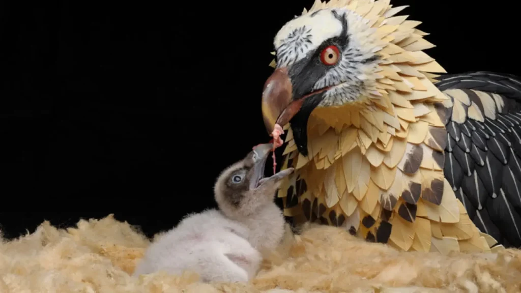Senzační událost ve španělské zoologii: po 100 letech se narodilo mládě tohoto chráněného zvířete.