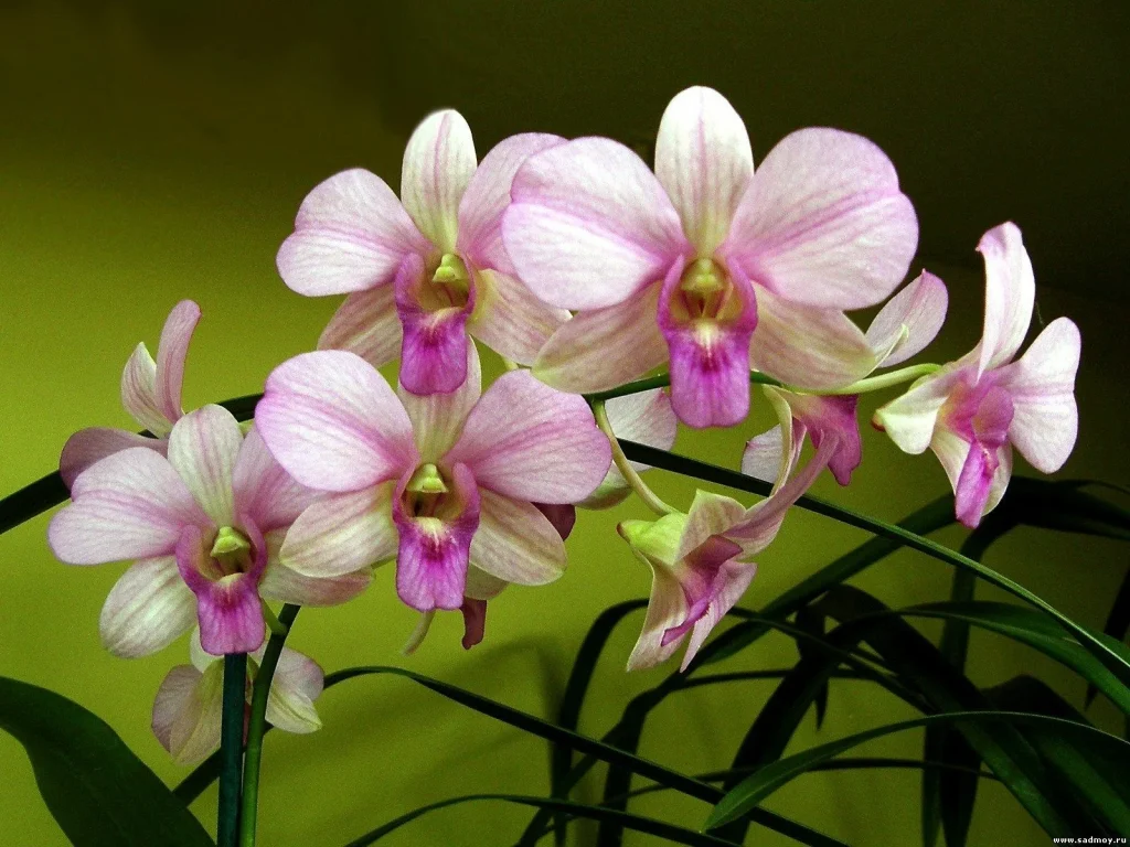 Nalijte do květináče. I špatné orchideje budou růst jako plevel.