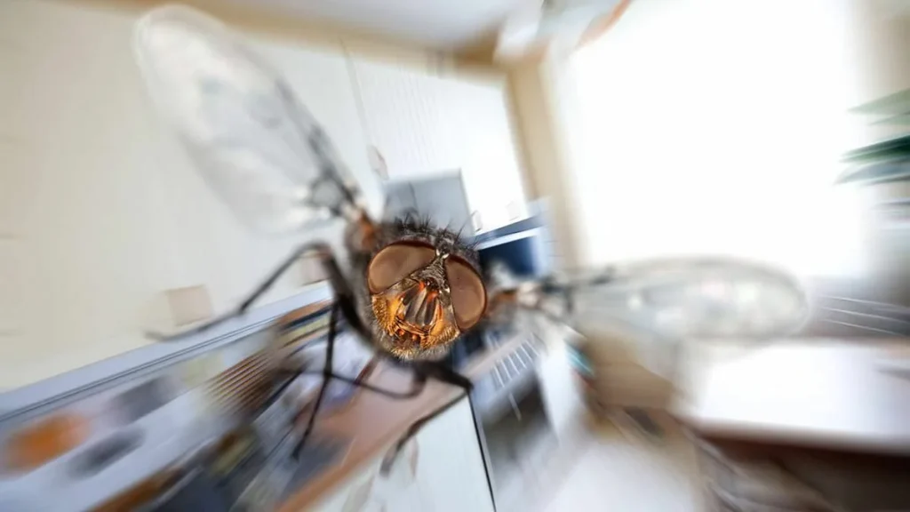Takto funguje trik s hliníkovou fólií, který v létě odhání mouchy z vašeho domu.