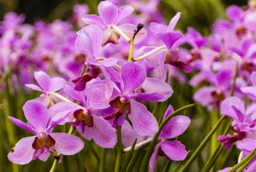 Místo toho, abyste je vyhodili, zalijte jimi své orchideje. Budou růst jako plevel.