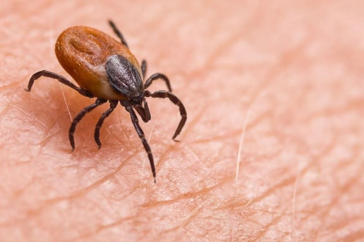 Nikdy neodstraňujte klíšťata domácími prostředky – správná je pouze jedna metoda