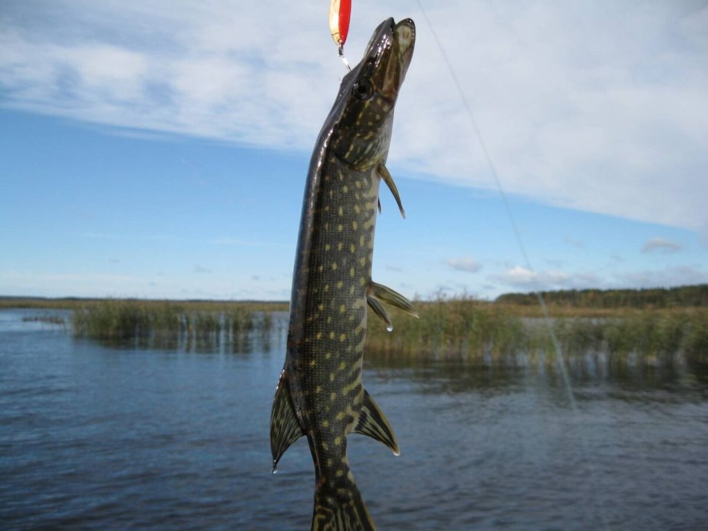 12letý rybář chytil 5kilogramového štiku a to, co objevil uvnitř, není pro slabé povahy.
