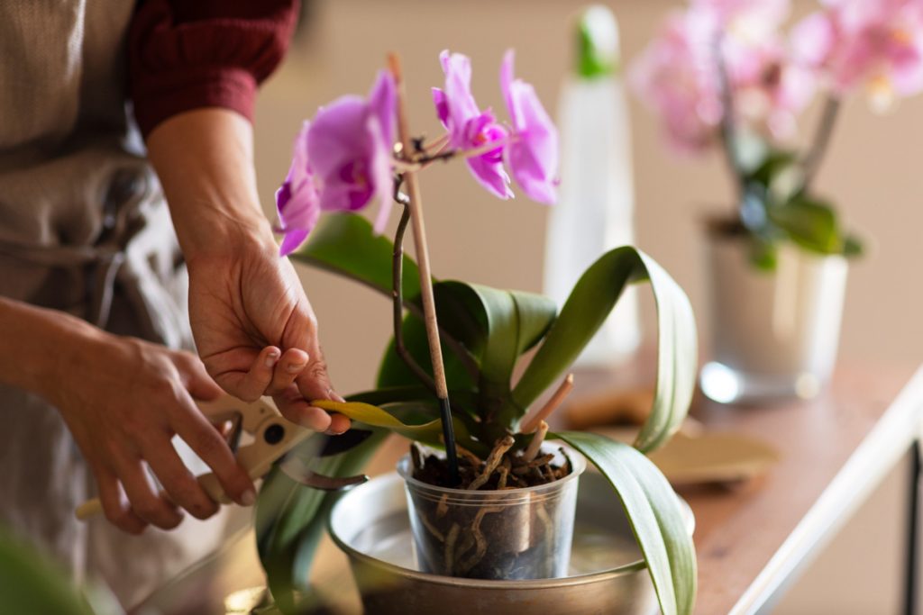 Nalijte do květináče. I špatné orchideje budou růst jako plevel.
